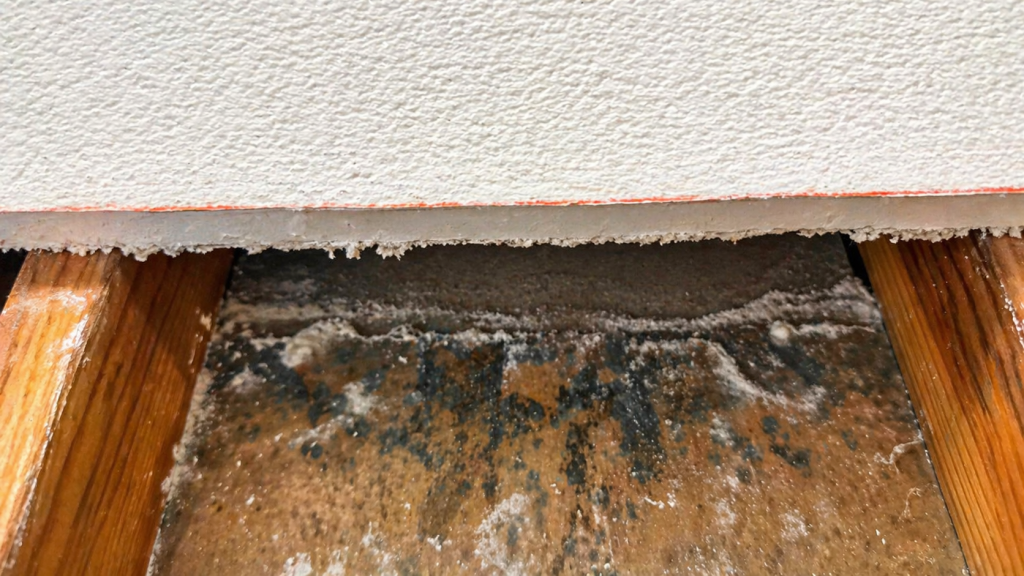 Black mold growth discovered during a residential mold inspection in Hayward CA